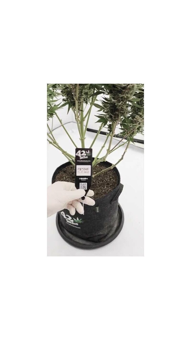 Sour Jealousy Auto, Фасовка: 3, изображение 18